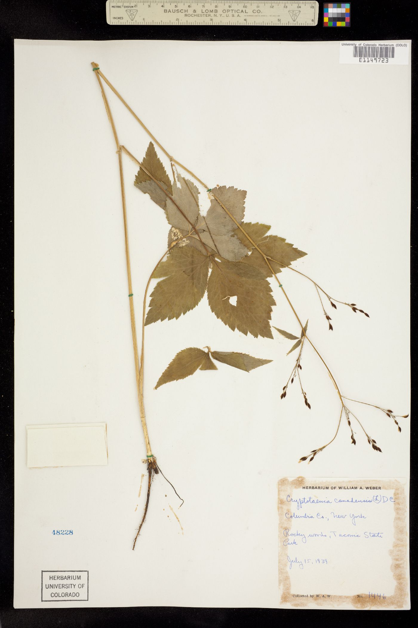 Cryptotaenia canadensis image