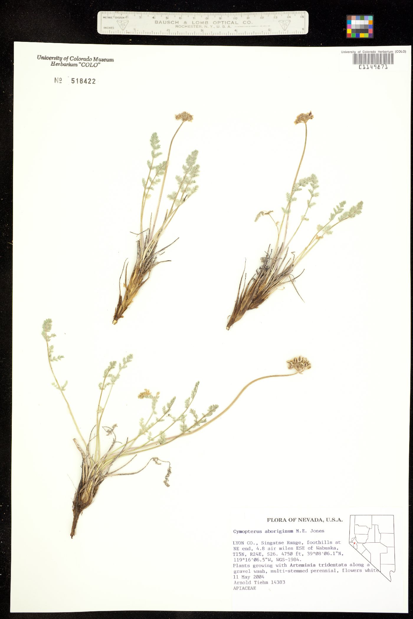 Cymopterus aboriginum image