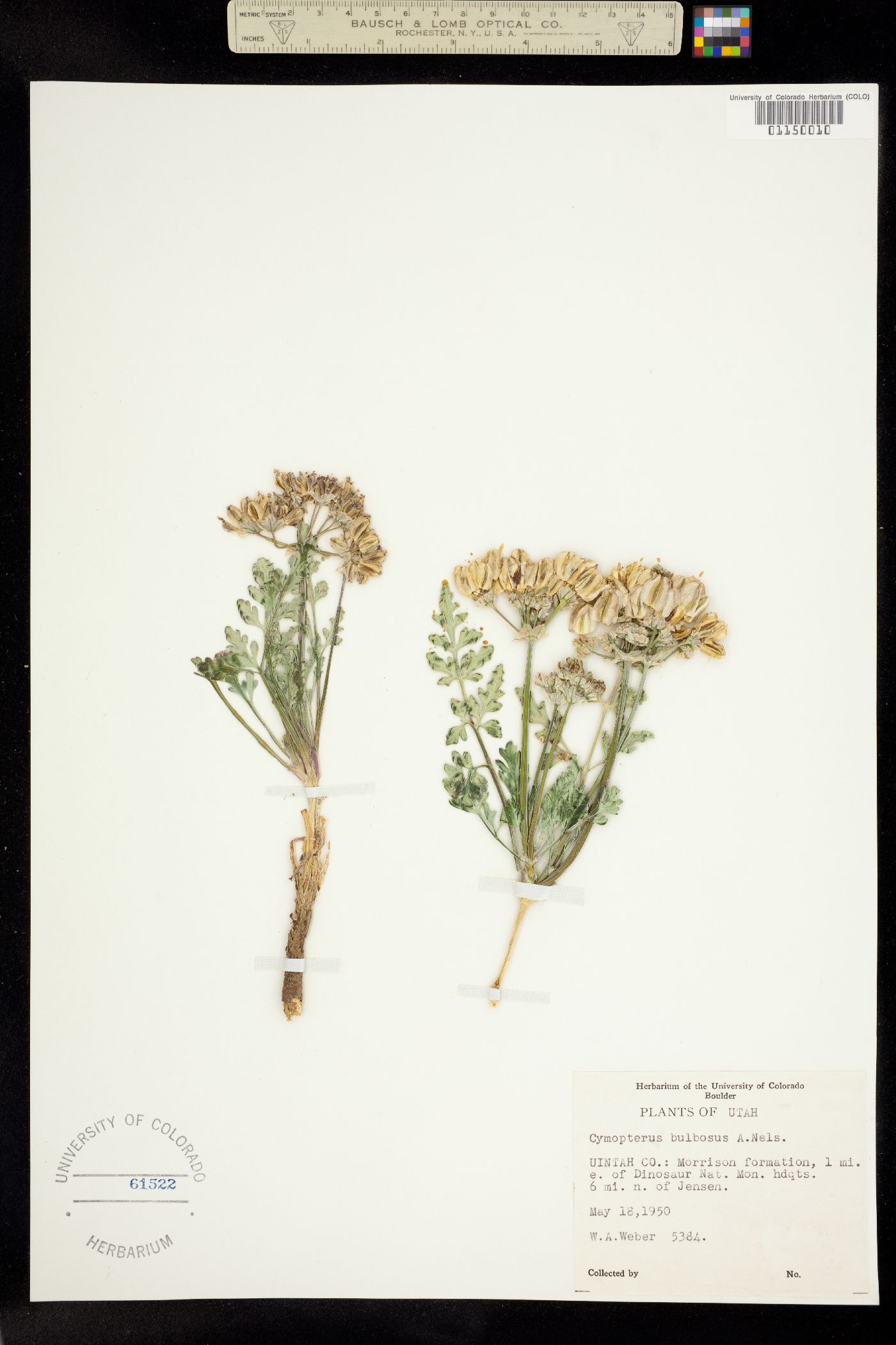 Cymopterus image
