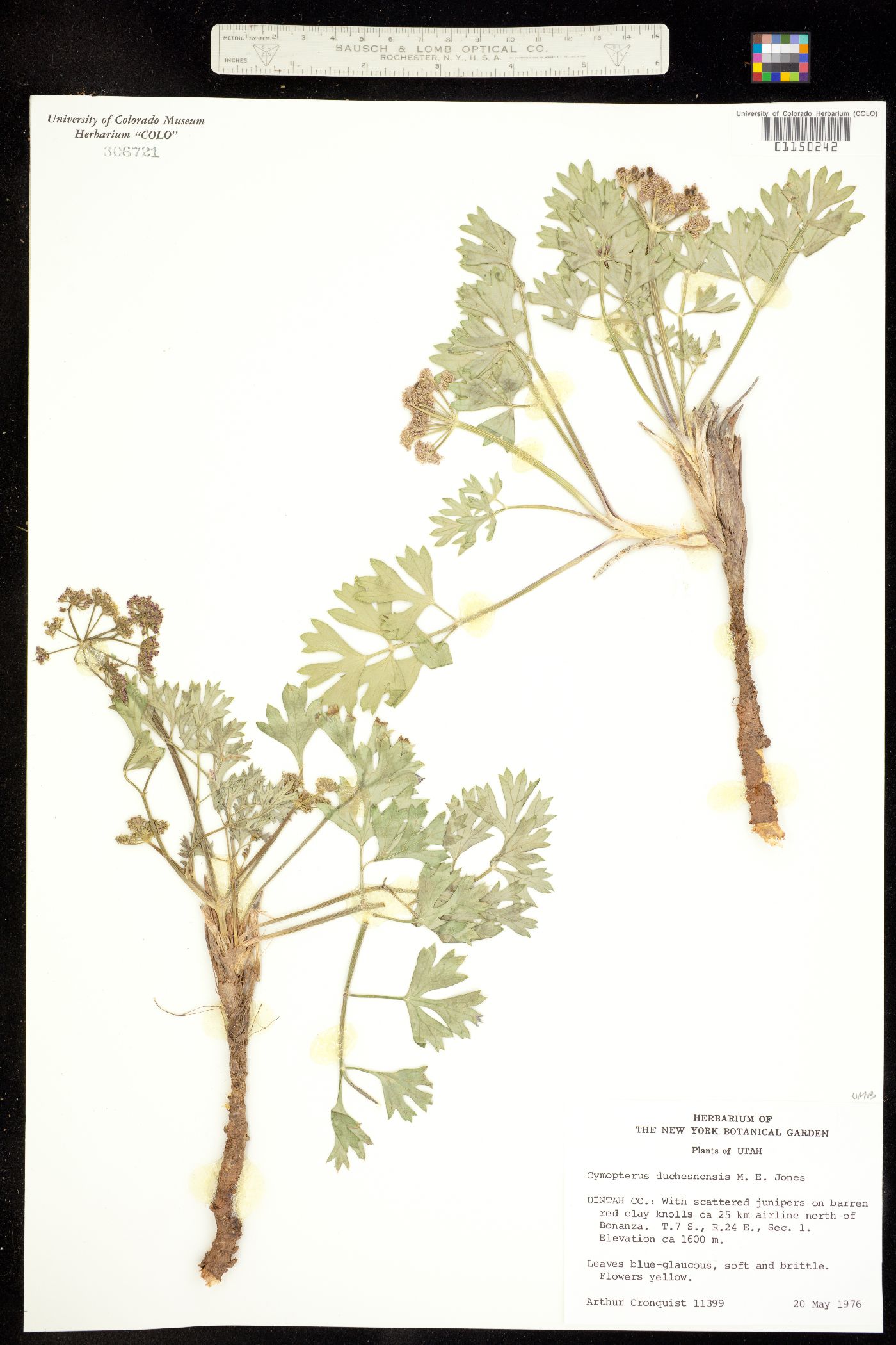 Cymopterus duchesnensis image