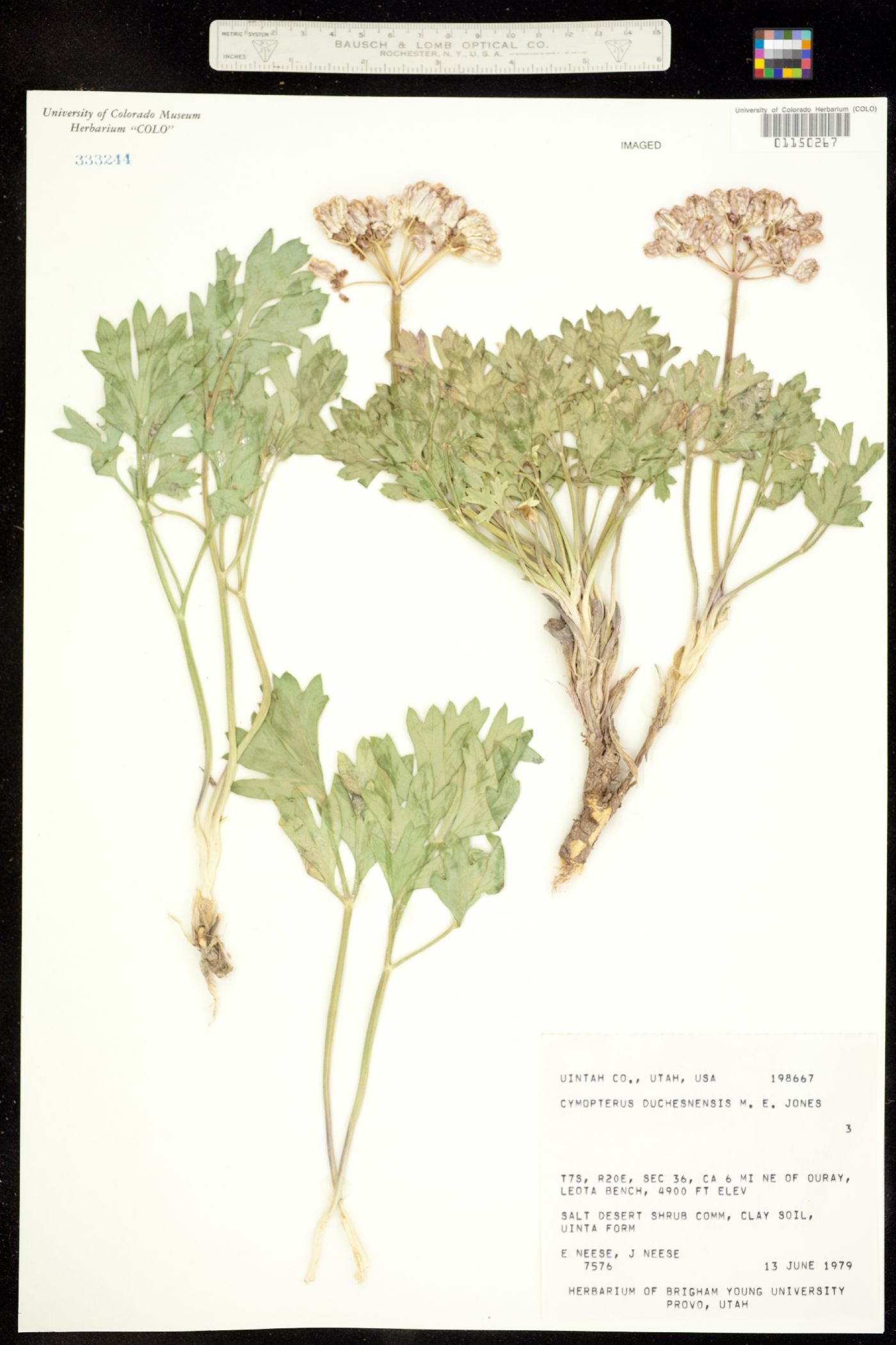 Cymopterus duchesnensis image
