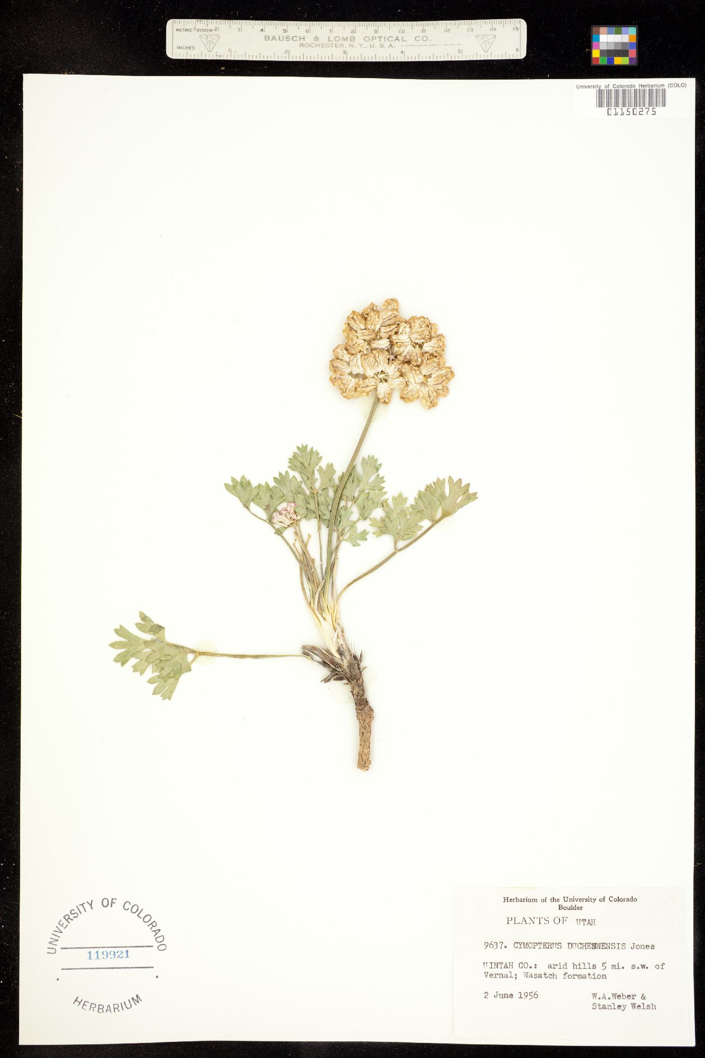 Cymopterus duchesnensis image