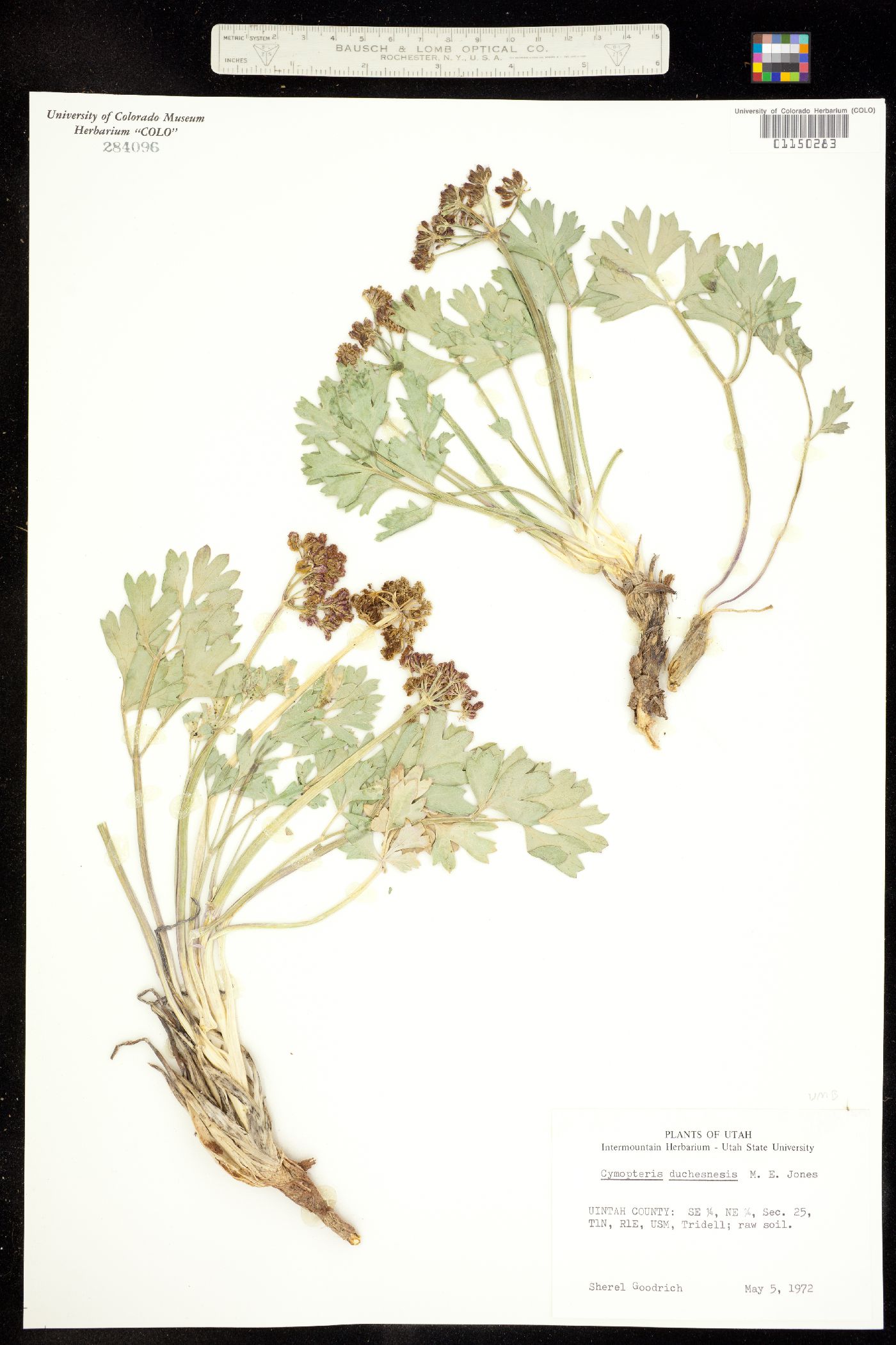 Cymopterus duchesnensis image