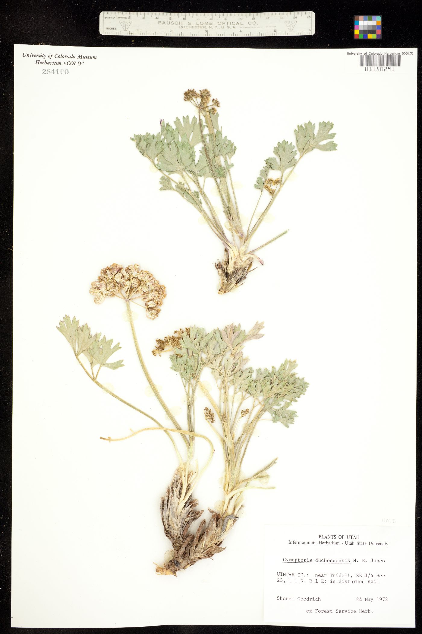 Cymopterus duchesnensis image