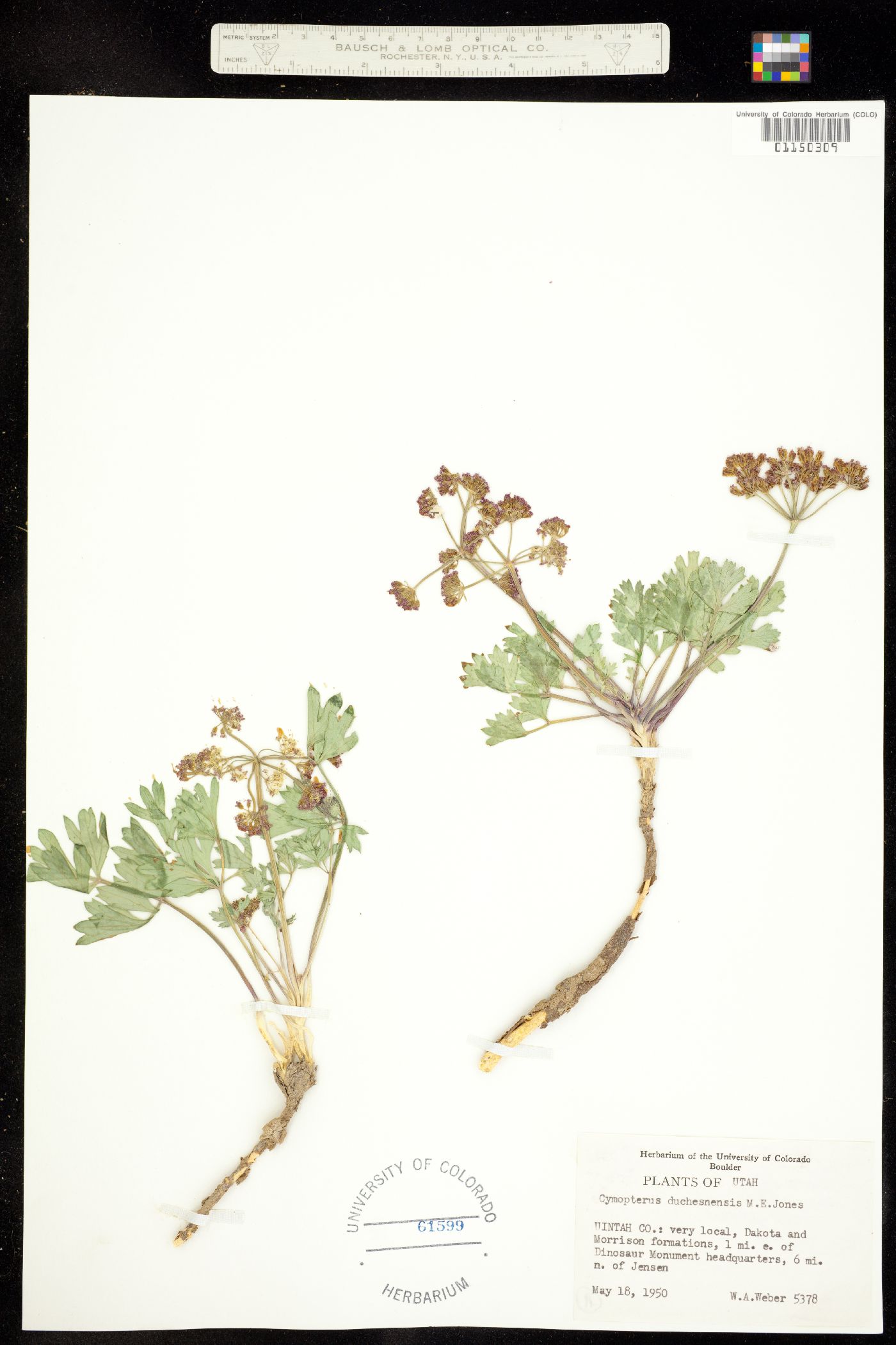 Cymopterus duchesnensis image