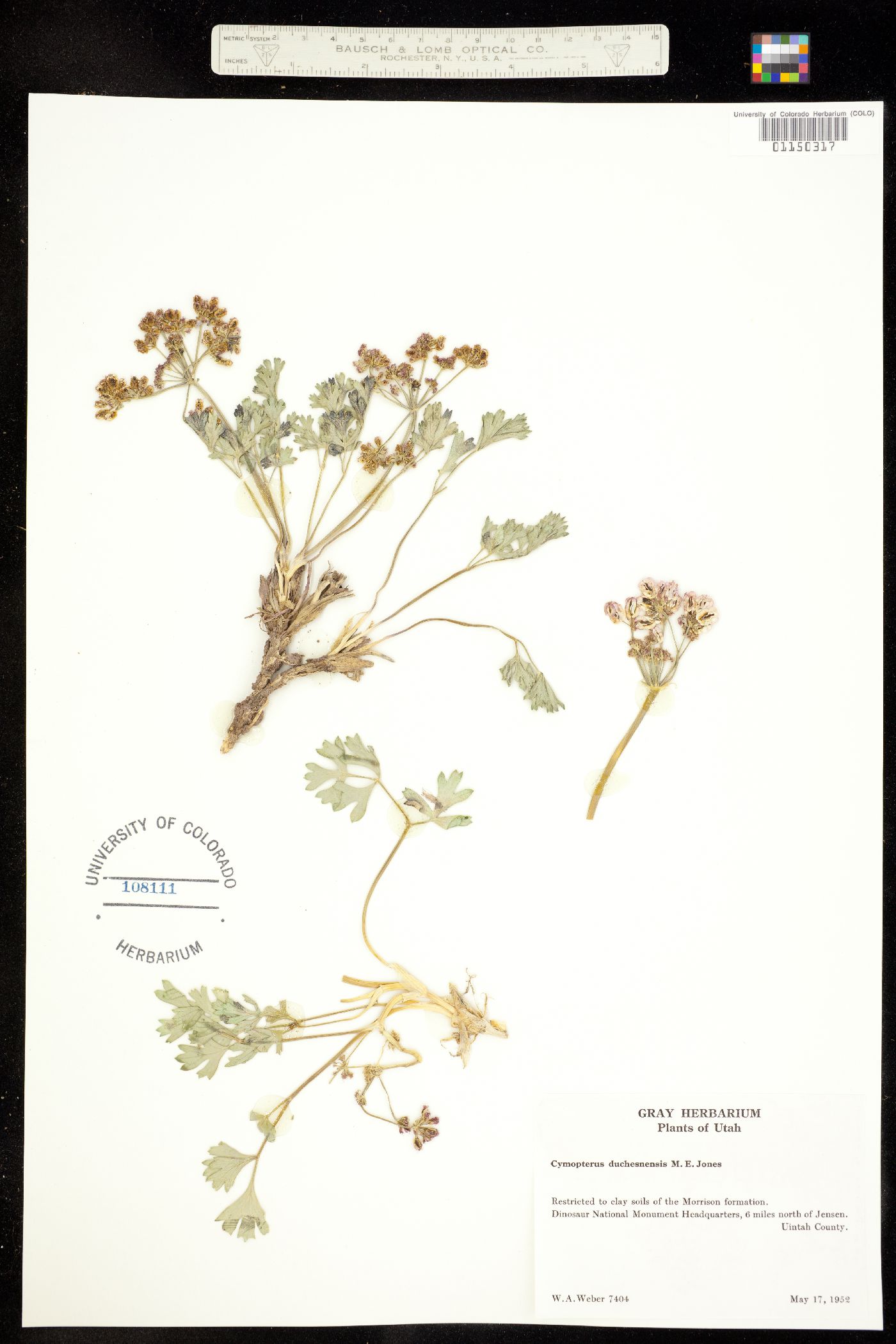 Cymopterus duchesnensis image