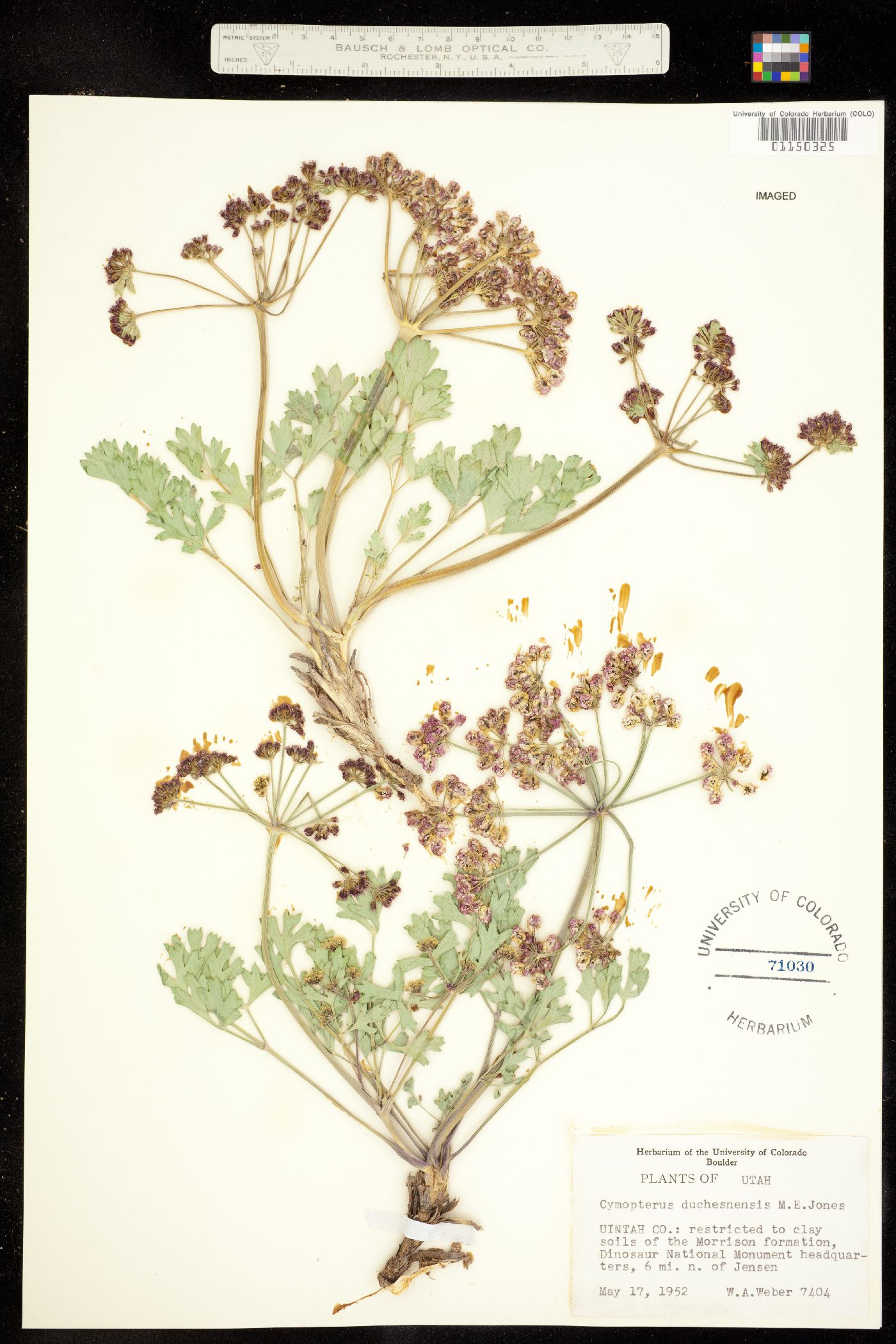 Cymopterus duchesnensis image