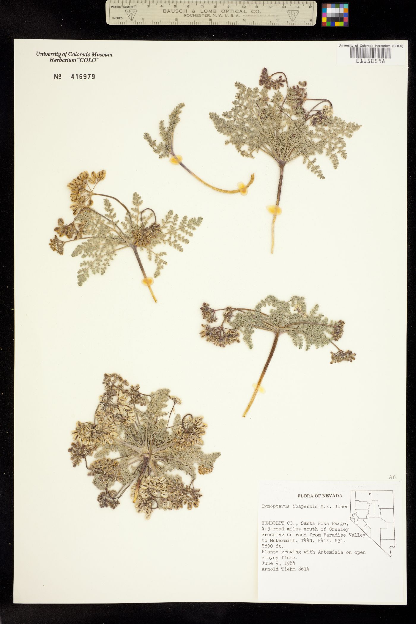 Cymopterus ibapensis image