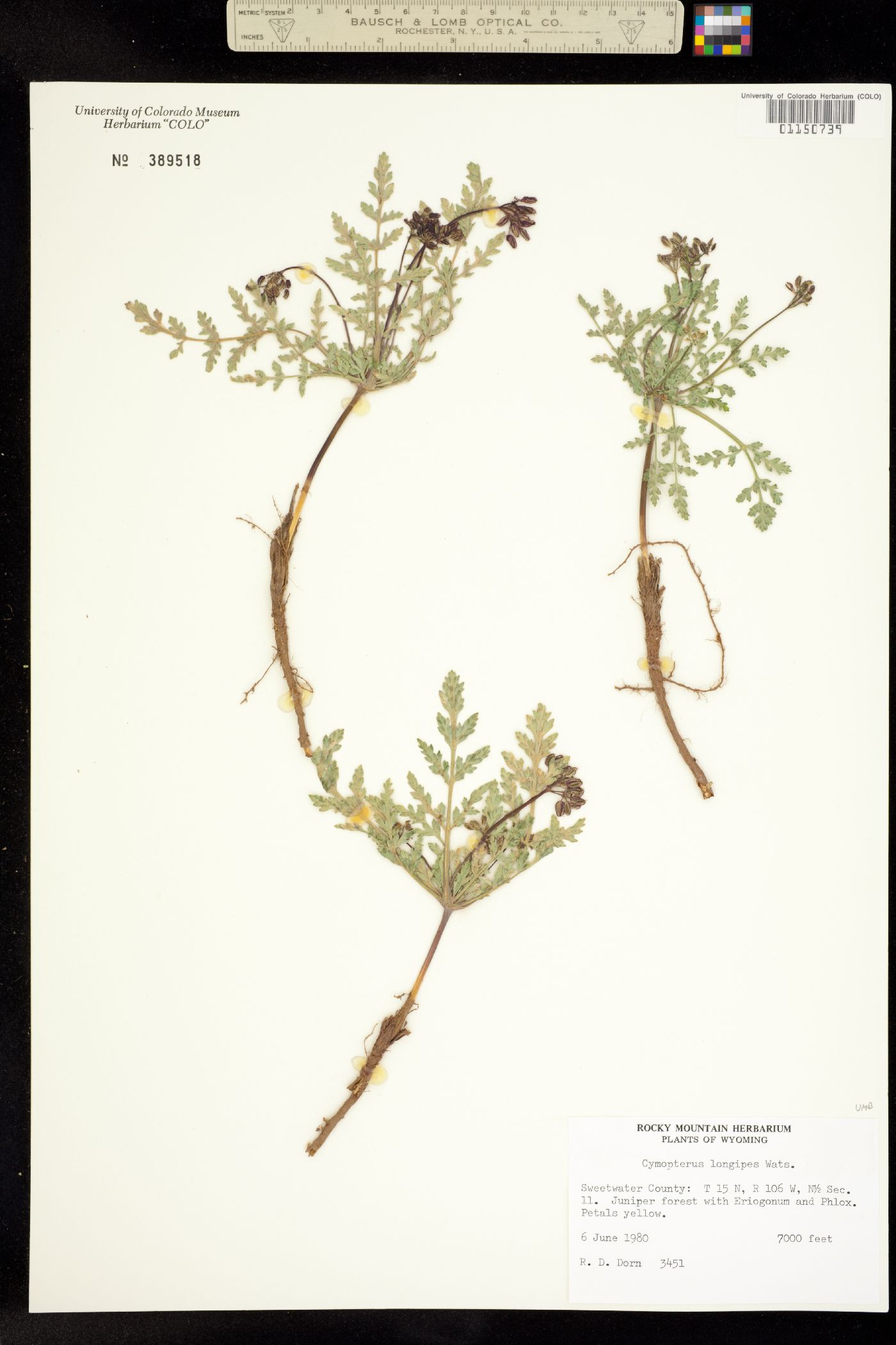 Cymopterus longipes image