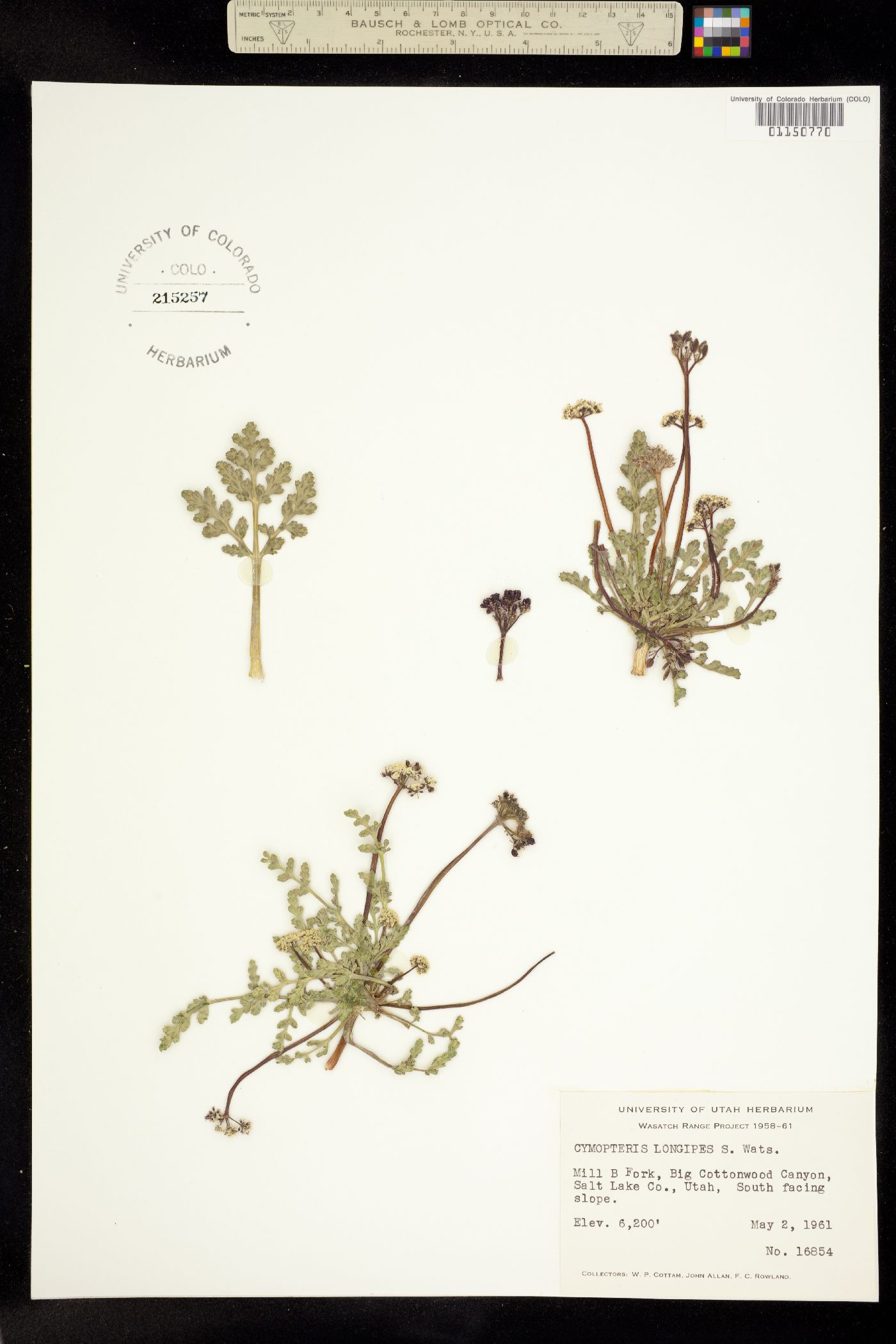 Cymopterus longipes image