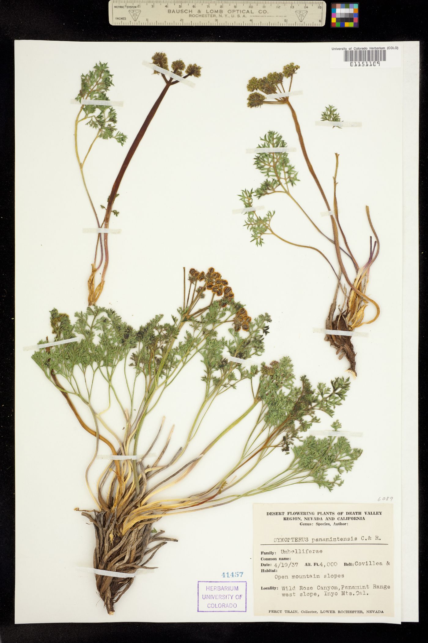 Cymopterus panamintensis image