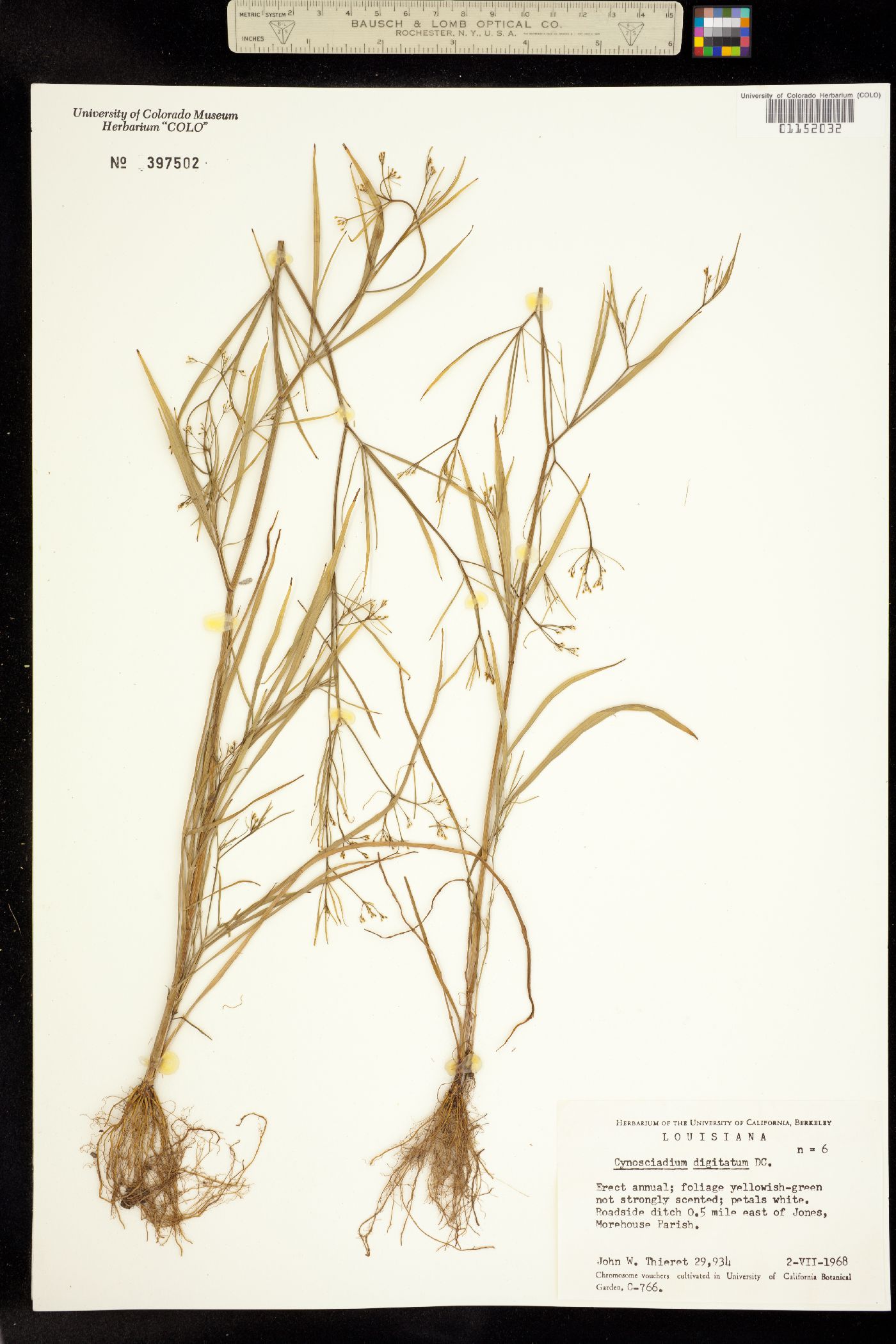 Cynosciadium image