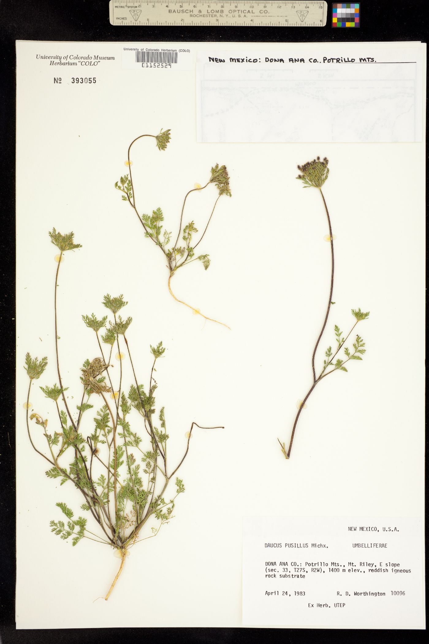 Daucus pusillus image