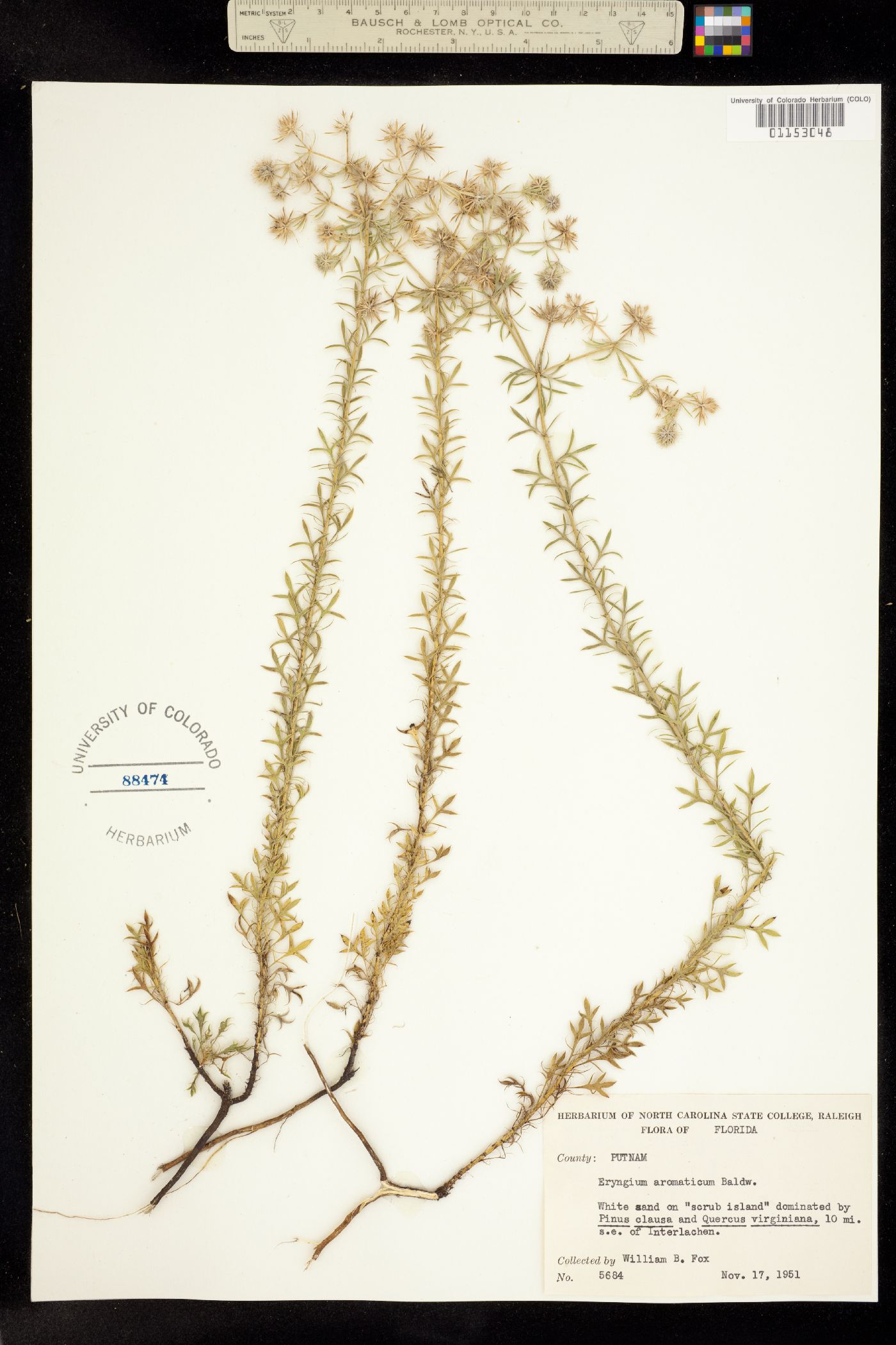 Eryngium aromaticum image