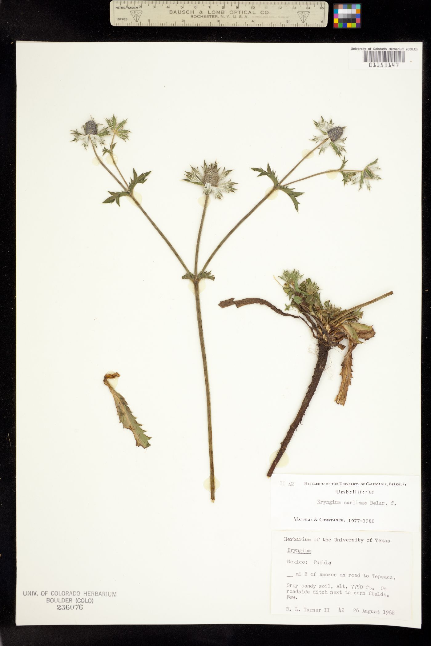 Eryngium carlinae image