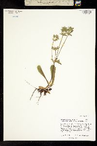 Eryngium carlinae image