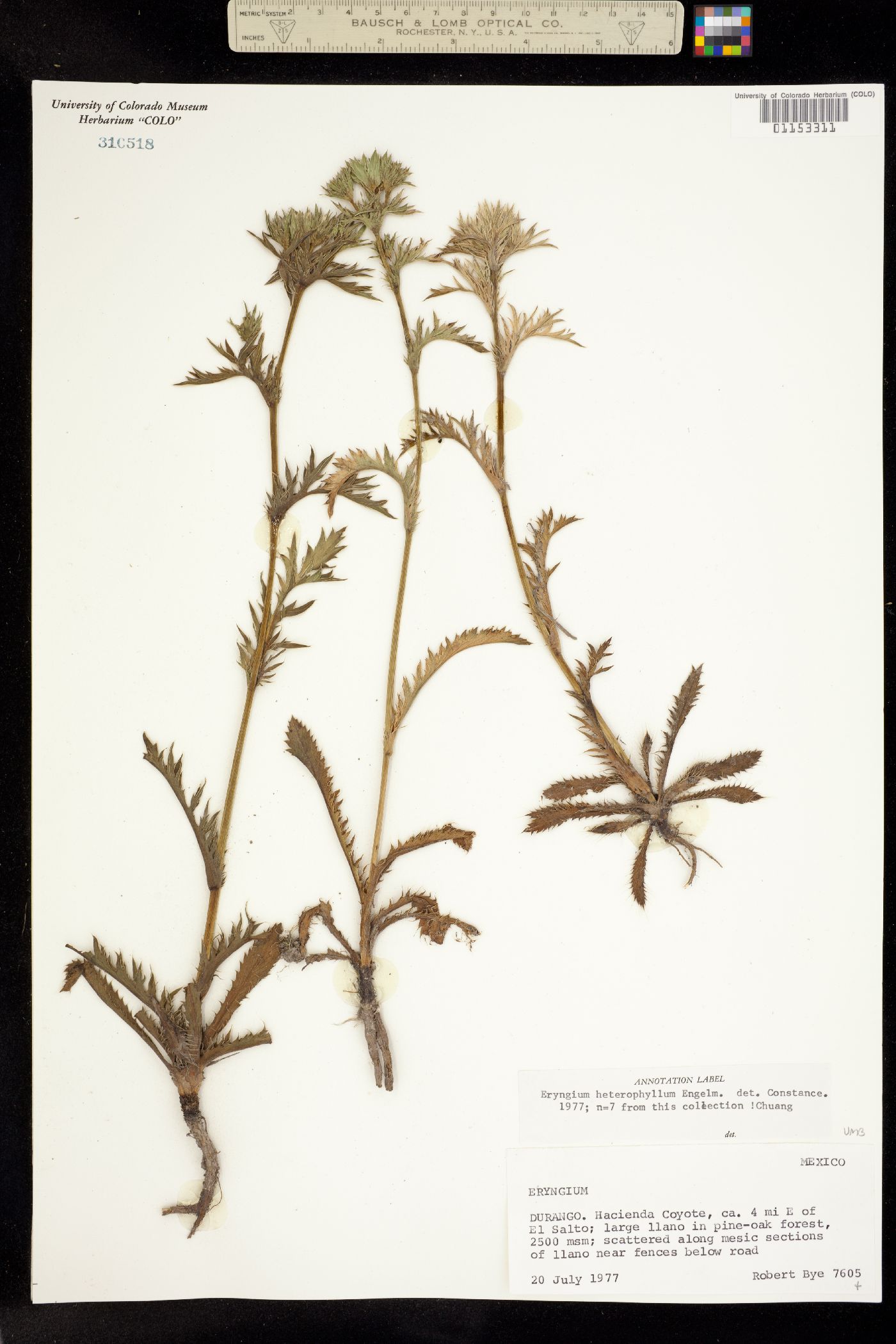 Eryngium heterophyllum image