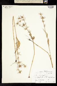Image of Eryngium leavenworthii