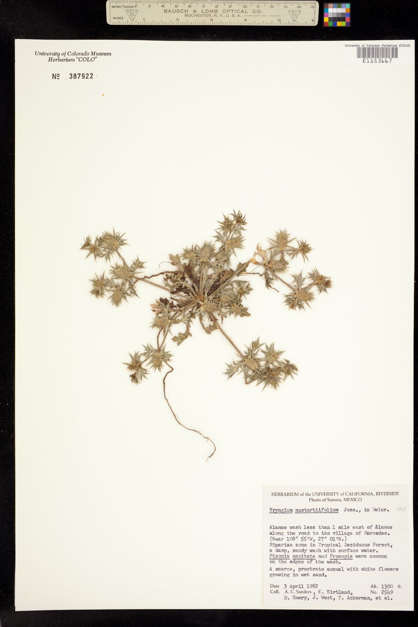 Eryngium nasturtiifolium image