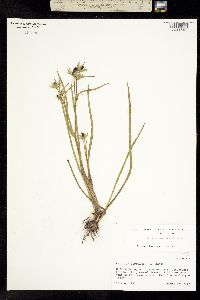 Eryngium phyteumae image