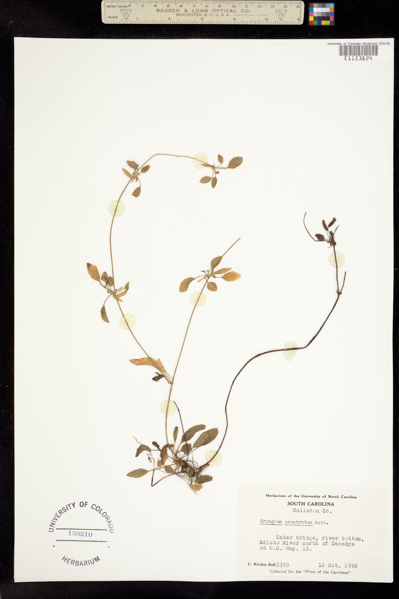 Eryngium prostratum image