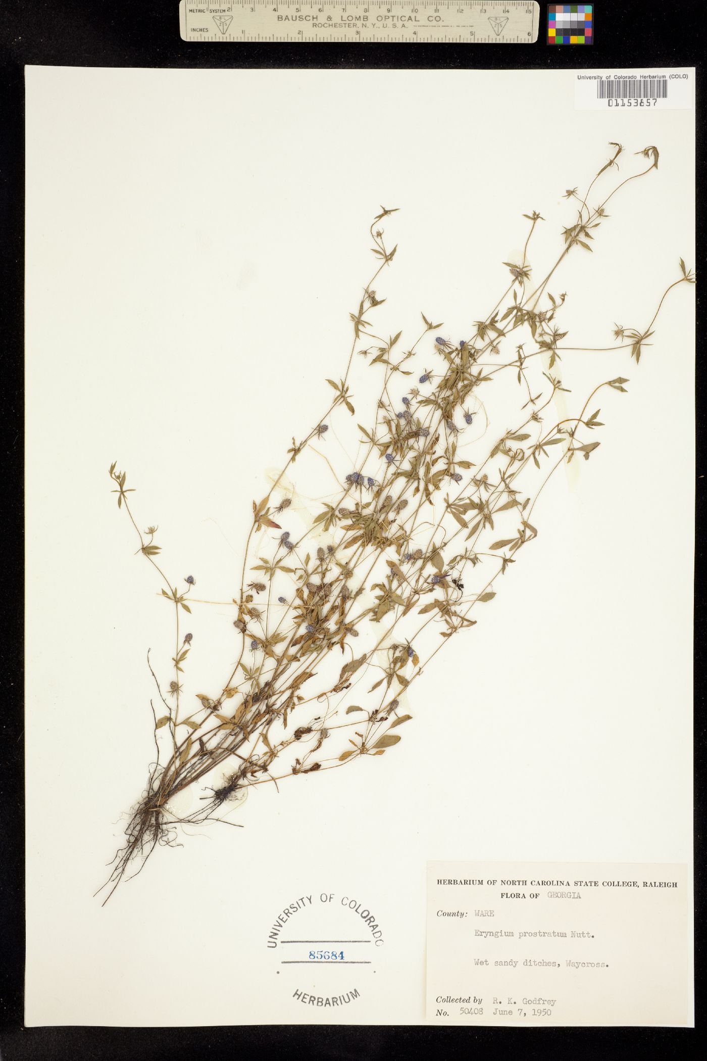 Eryngium prostratum image