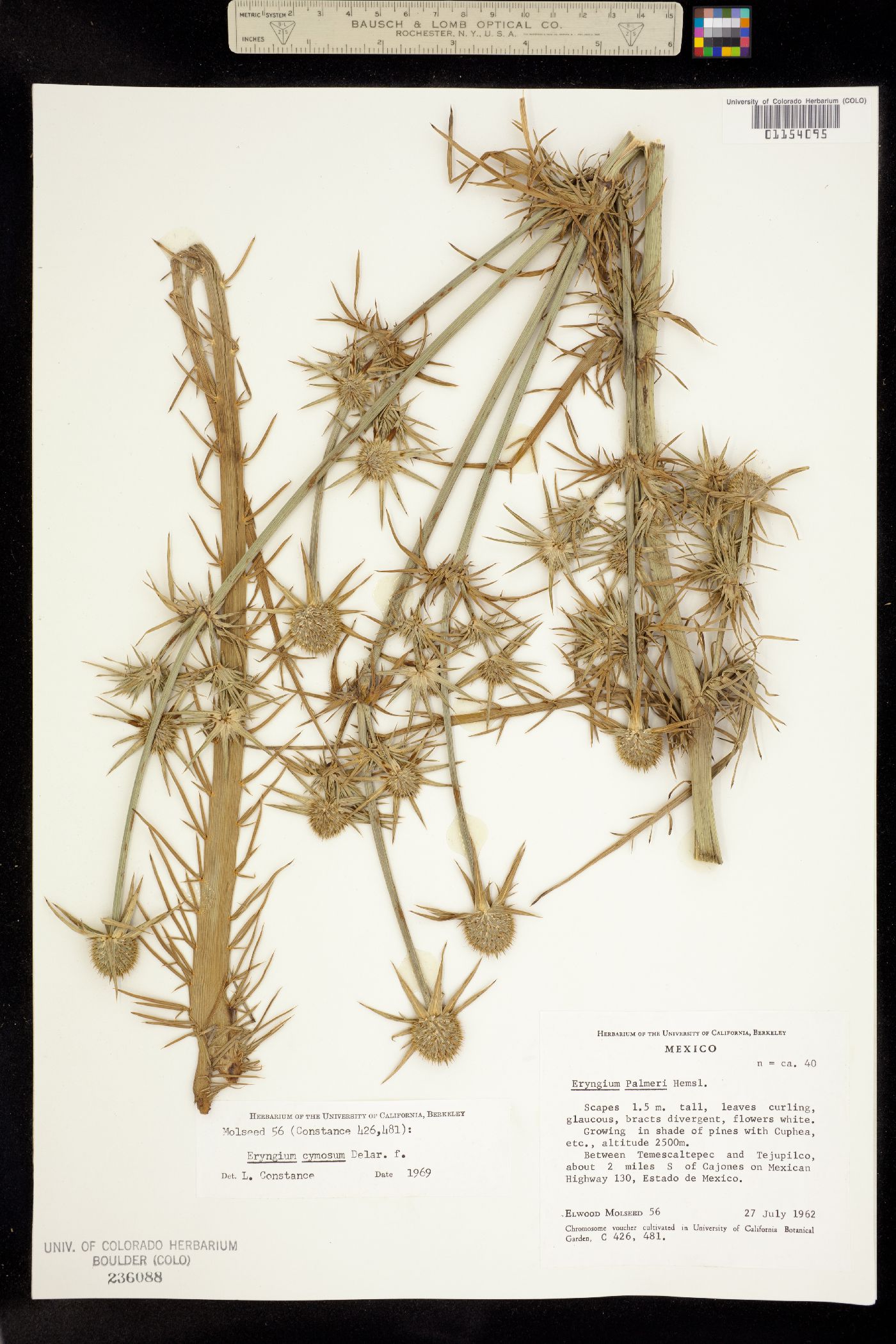 Eryngium cymosum image