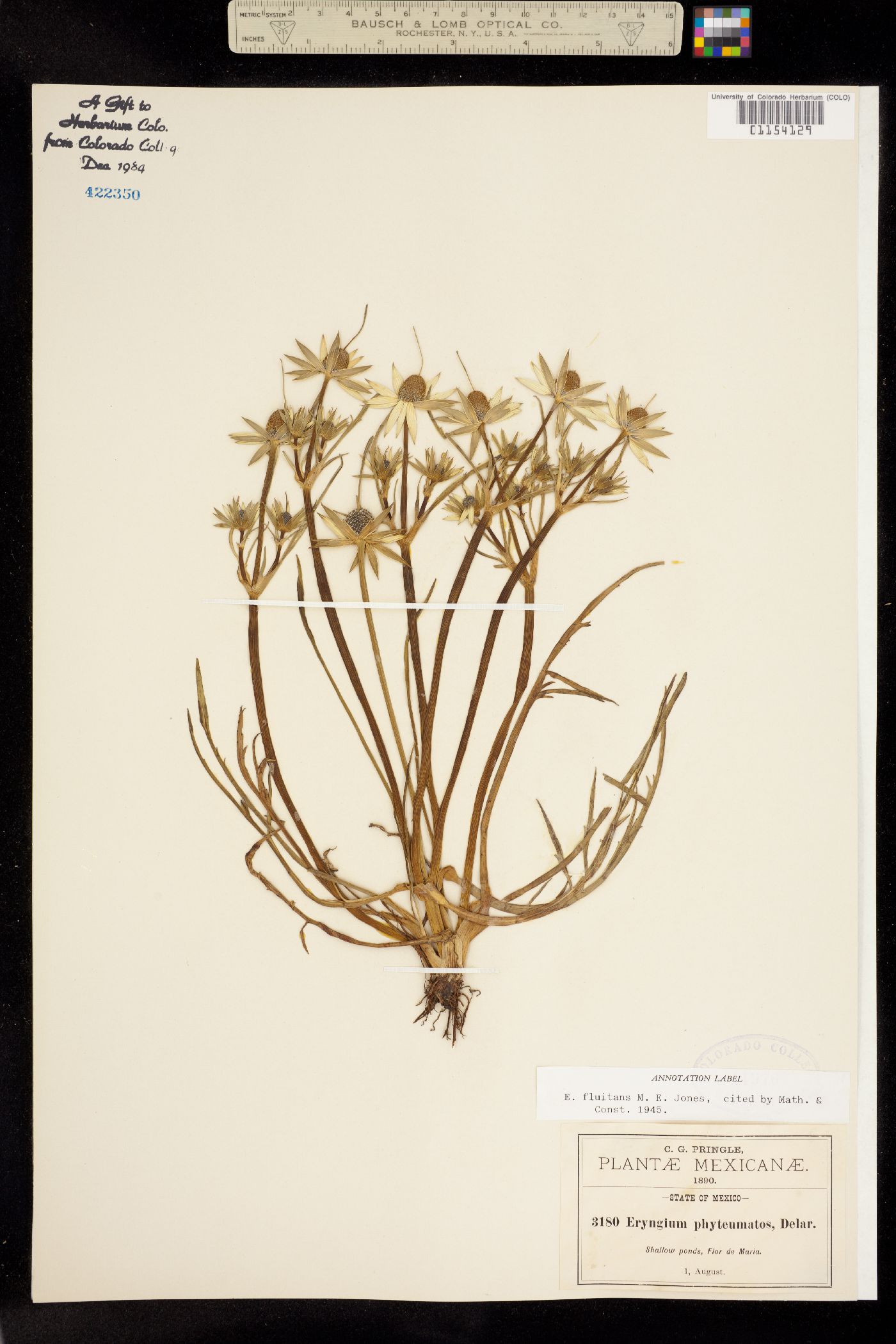 Eryngium fluitans image