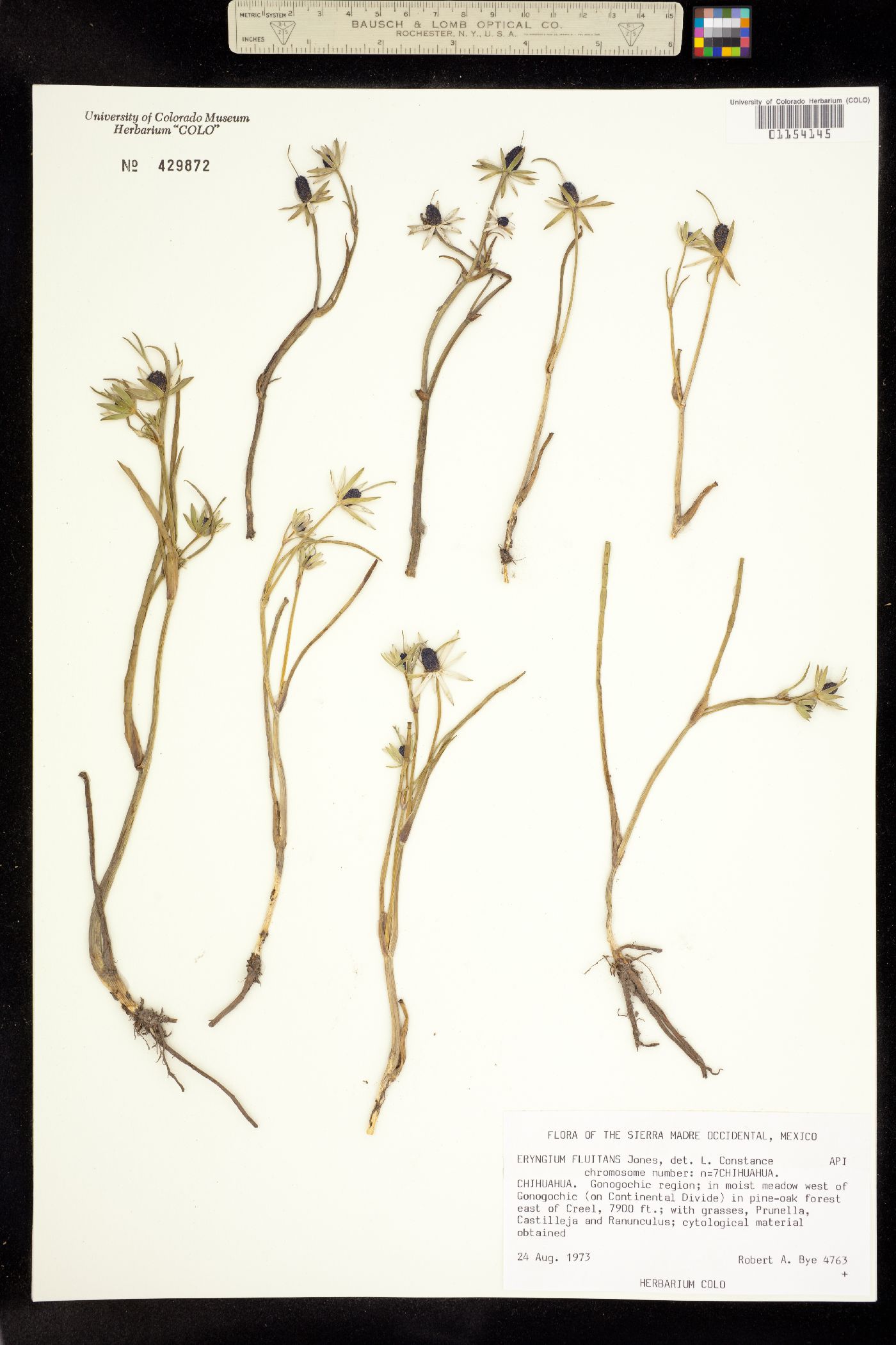 Eryngium fluitans image
