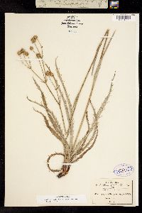 Image of Eryngium hemsleyanum