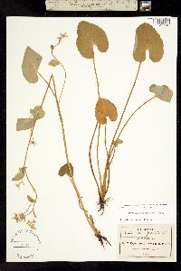 Eryngium ghiesbreghtii image