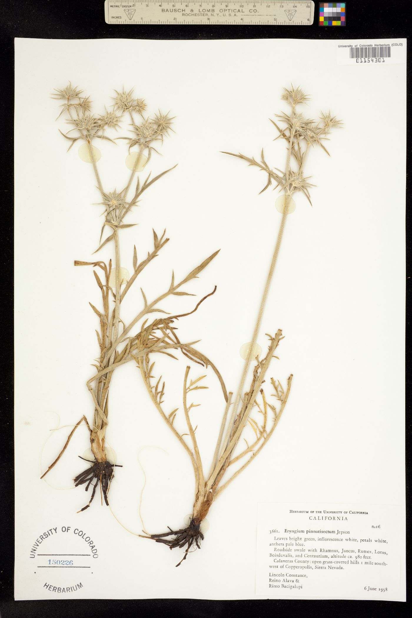 Eryngium pinnatisectum image