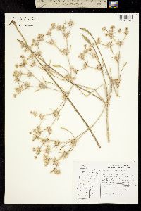 Image of Eryngium petiolatum