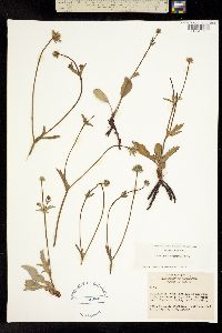 Eryngium serratum image