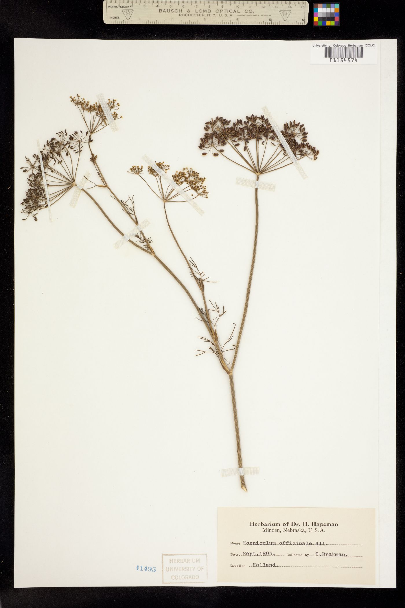 Foeniculum image