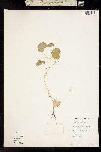 Image of Hydrocotyle americana
