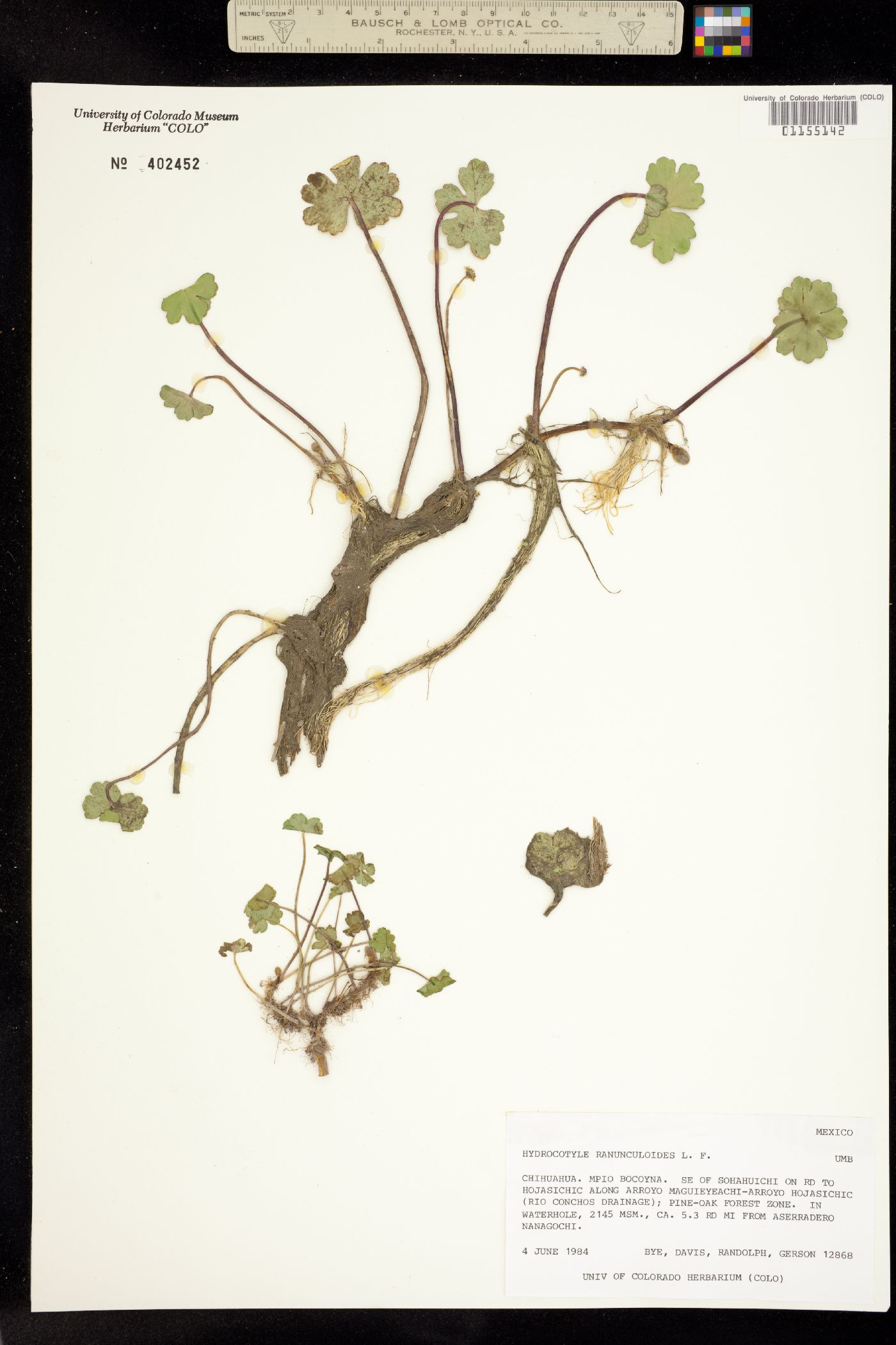 Hydrocotyle ranunculoides image