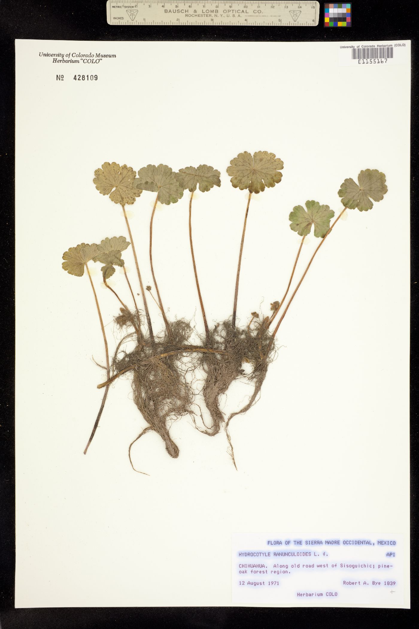 Hydrocotyle ranunculoides image