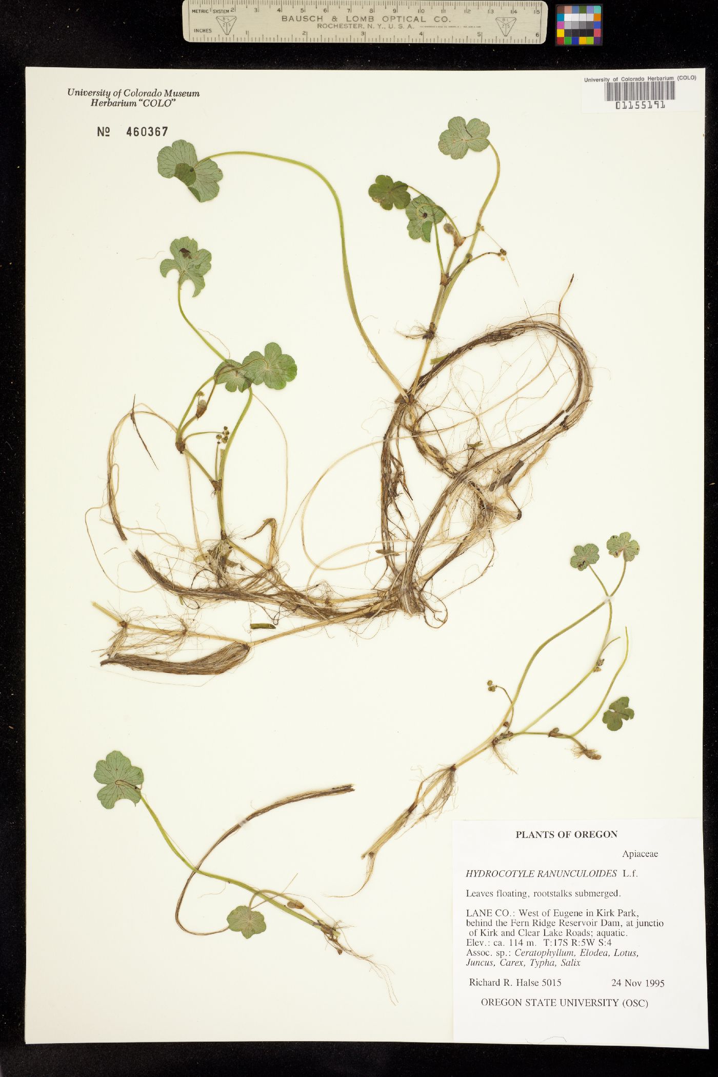 Hydrocotyle ranunculoides image