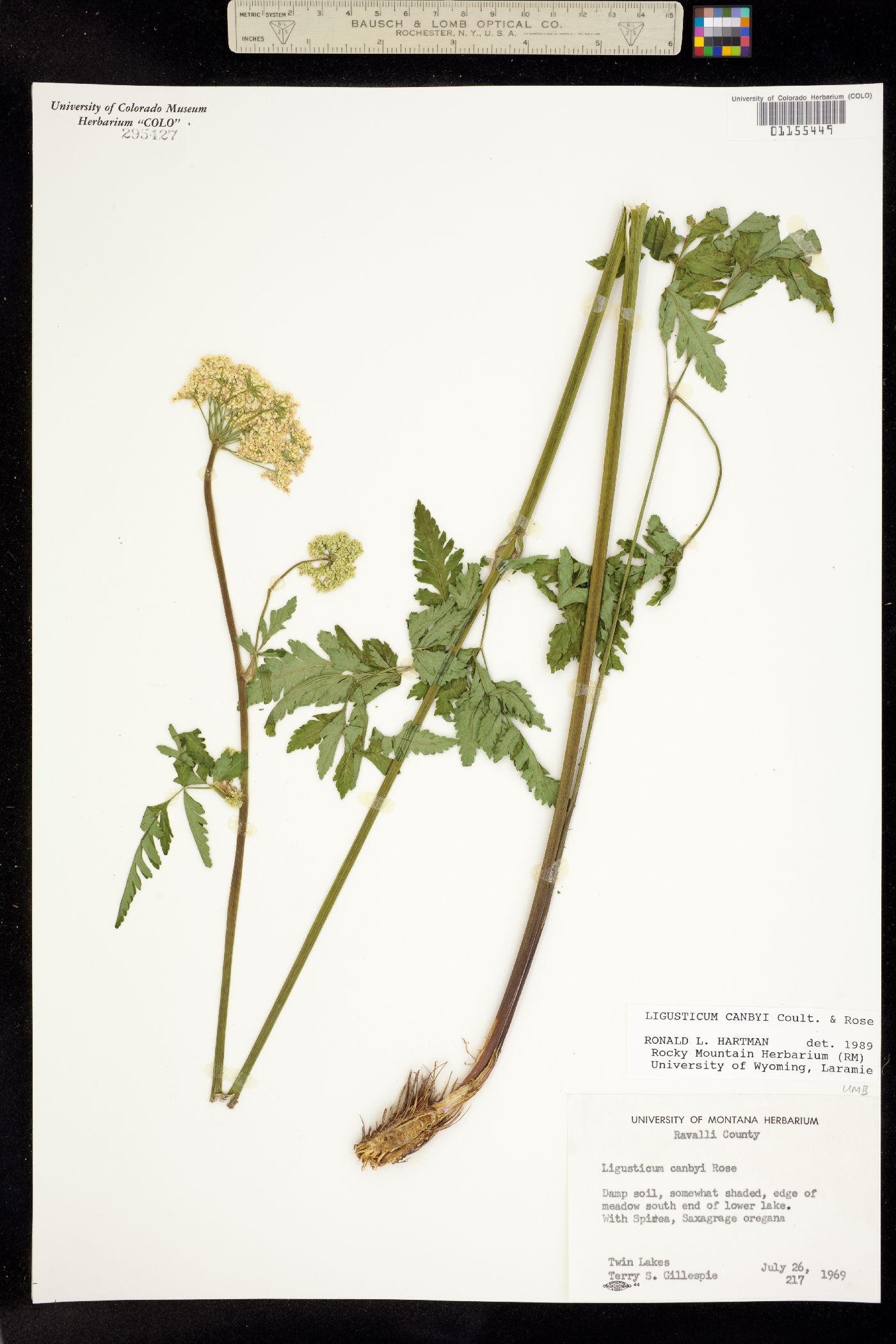 Ligusticum canbyi image