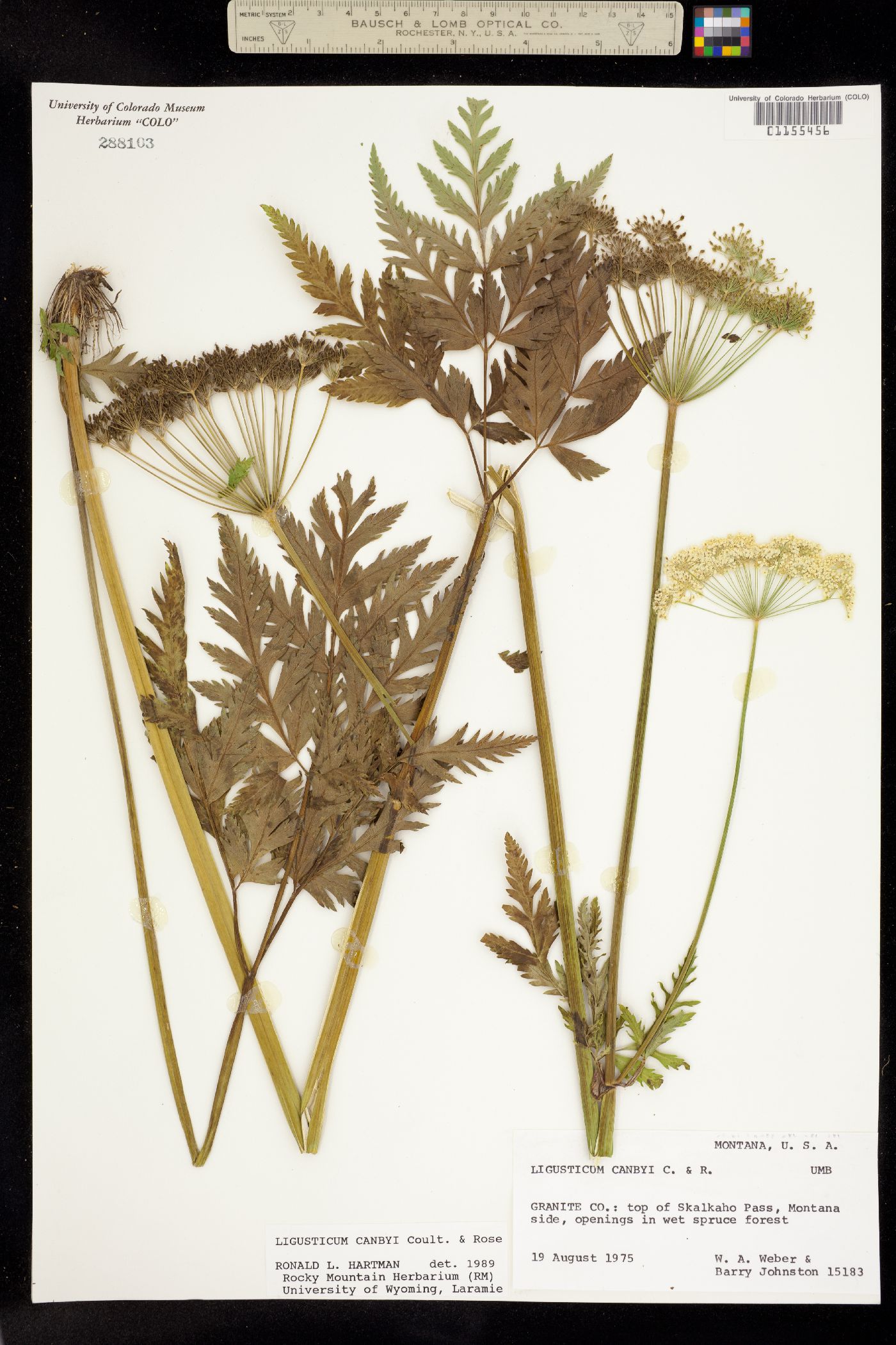 Ligusticum canbyi image