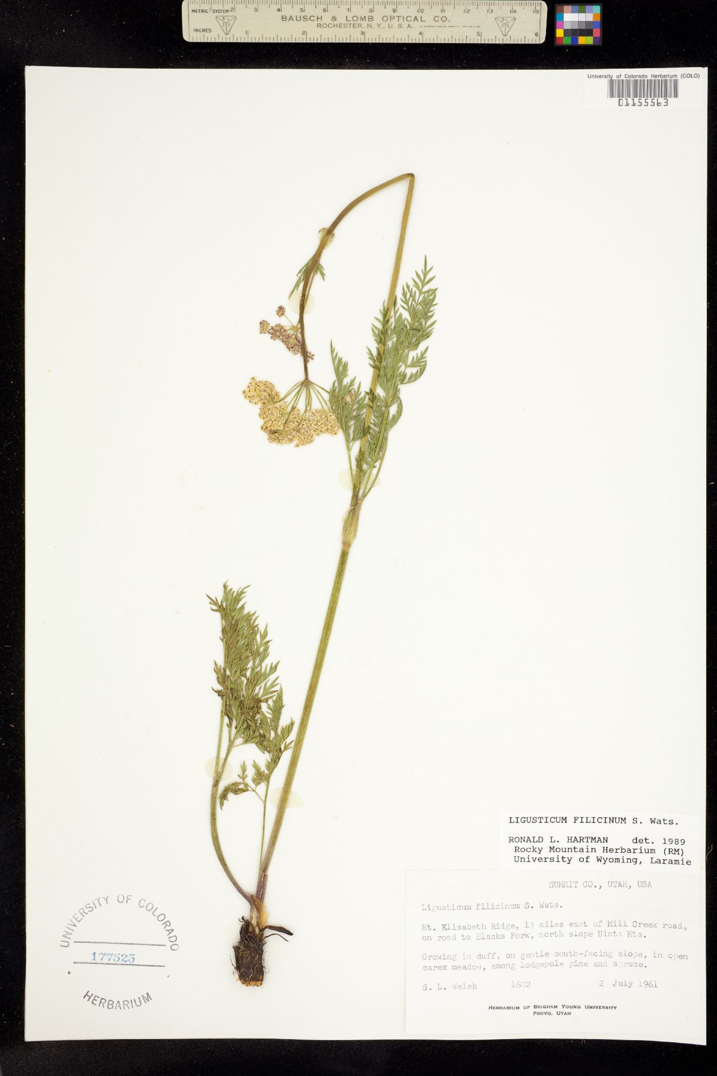 Ligusticum filicinum image