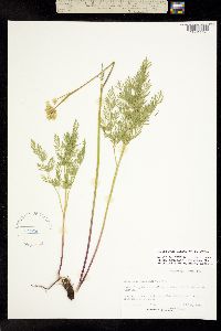 Image of Ligusticum filicinum