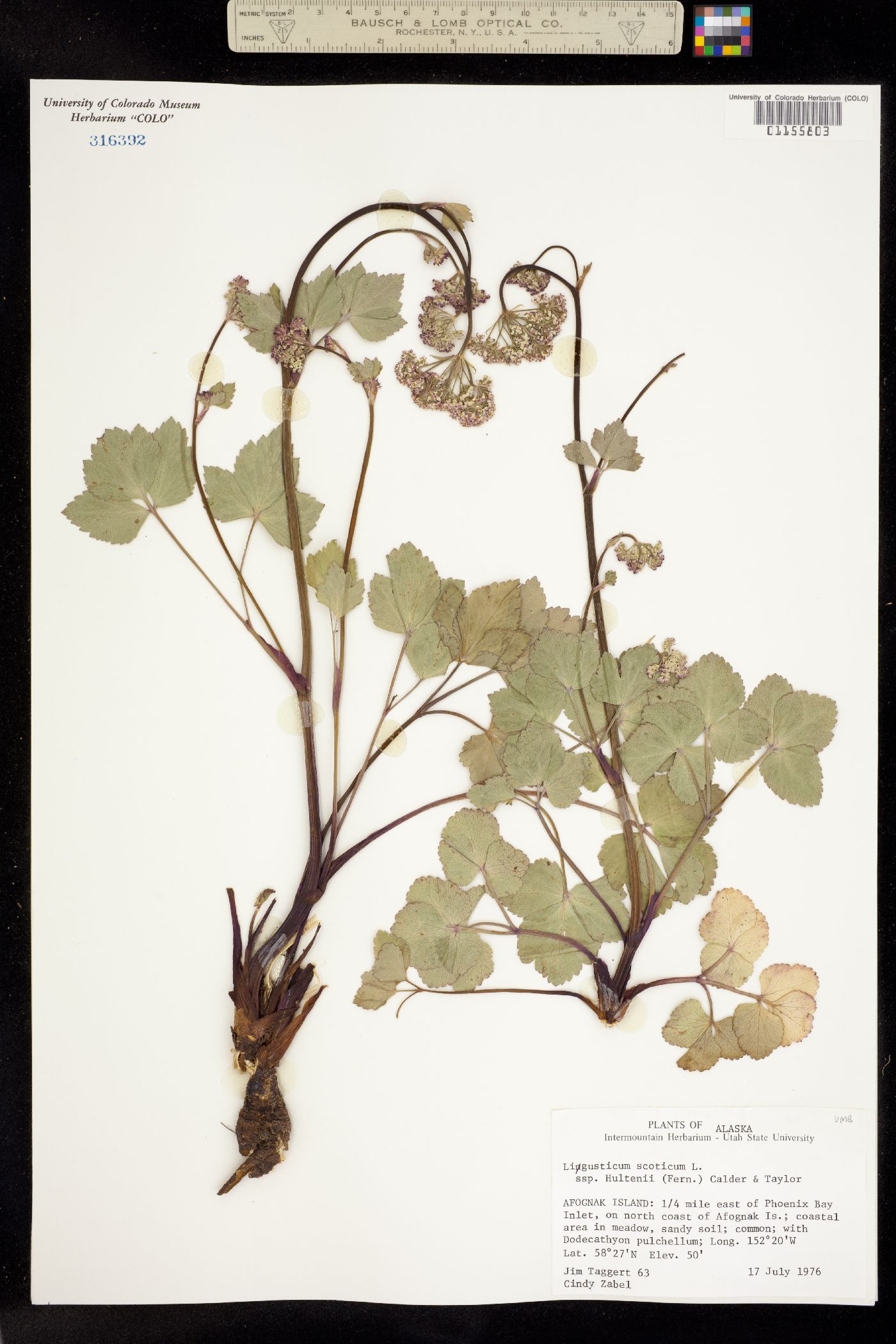 Ligusticum scoticum image