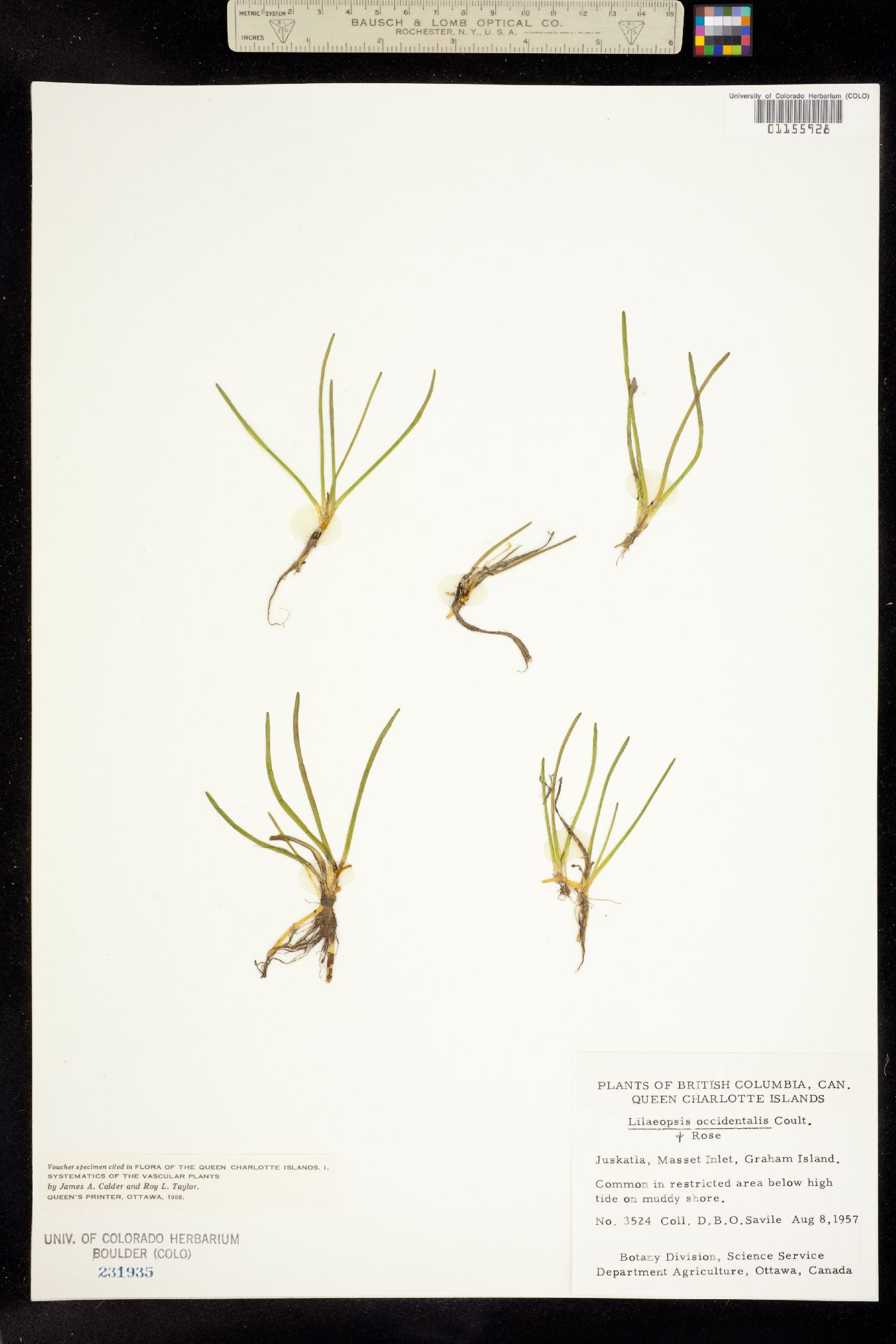 Lilaeopsis image