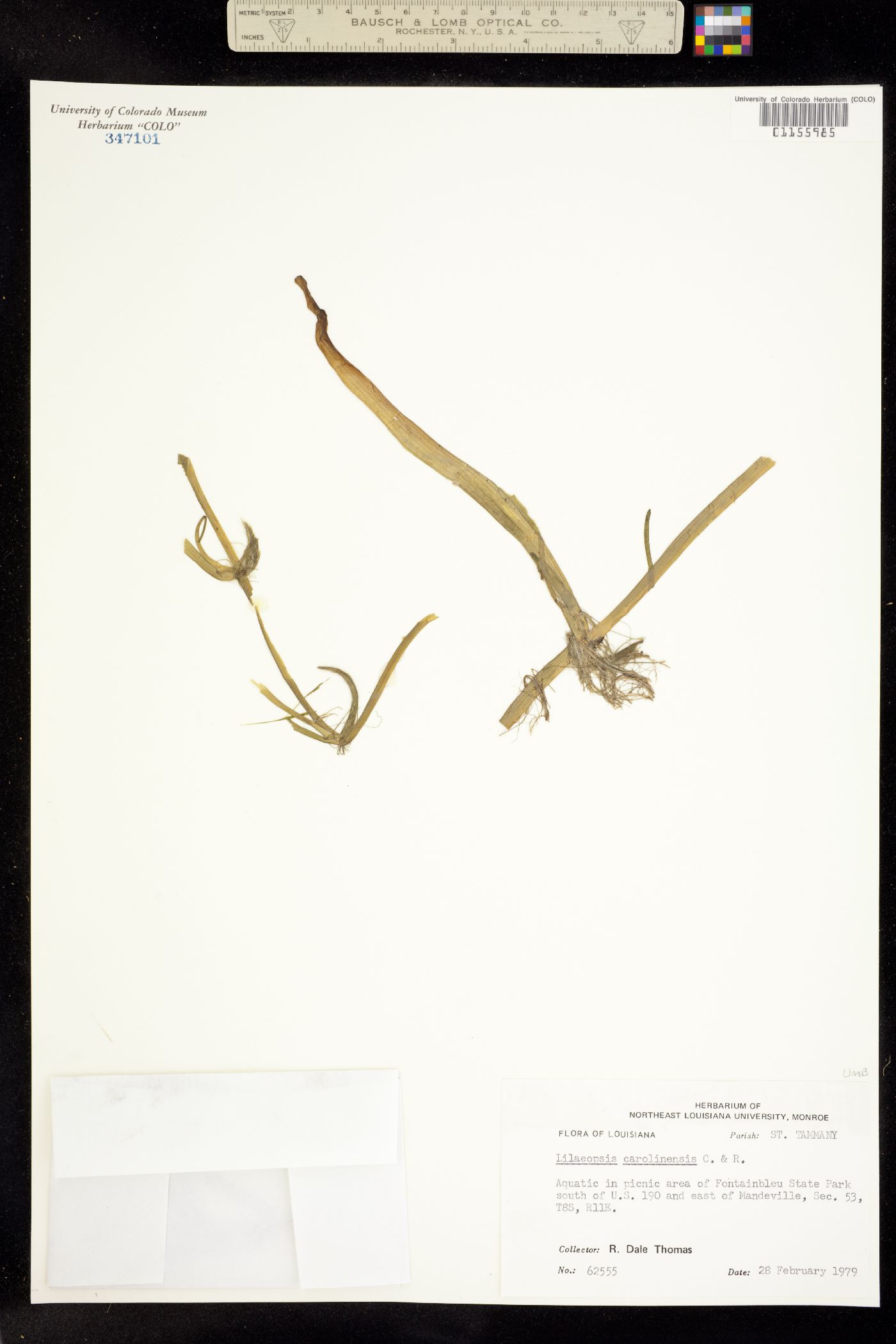 Lilaeopsis carolinensis image