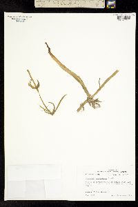 Image of Lilaeopsis carolinensis