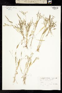 Image of Limnosciadium pinnatum