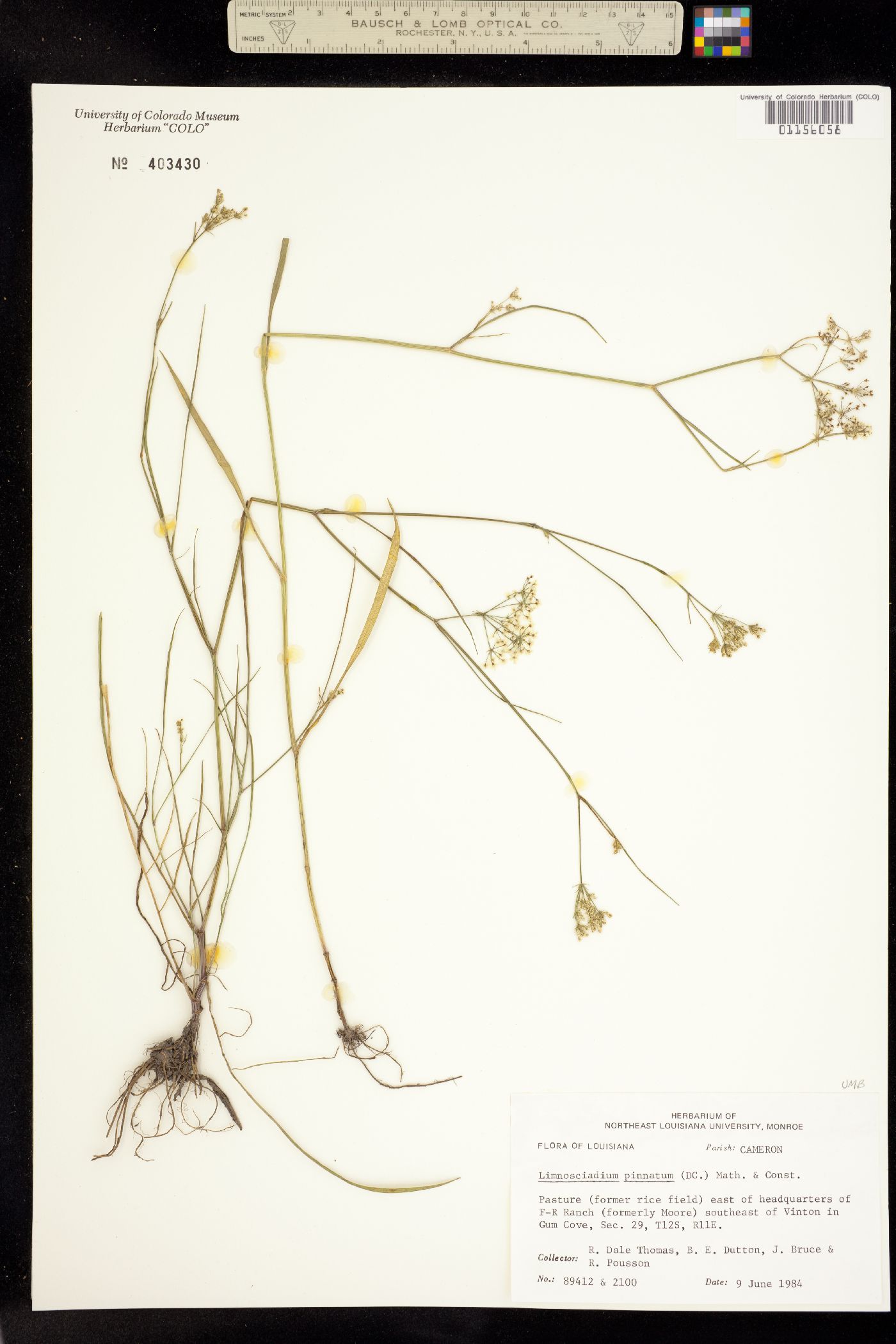 Limnosciadium pinnatum image