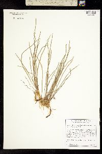 Image of Lilaeopsis schaffneriana
